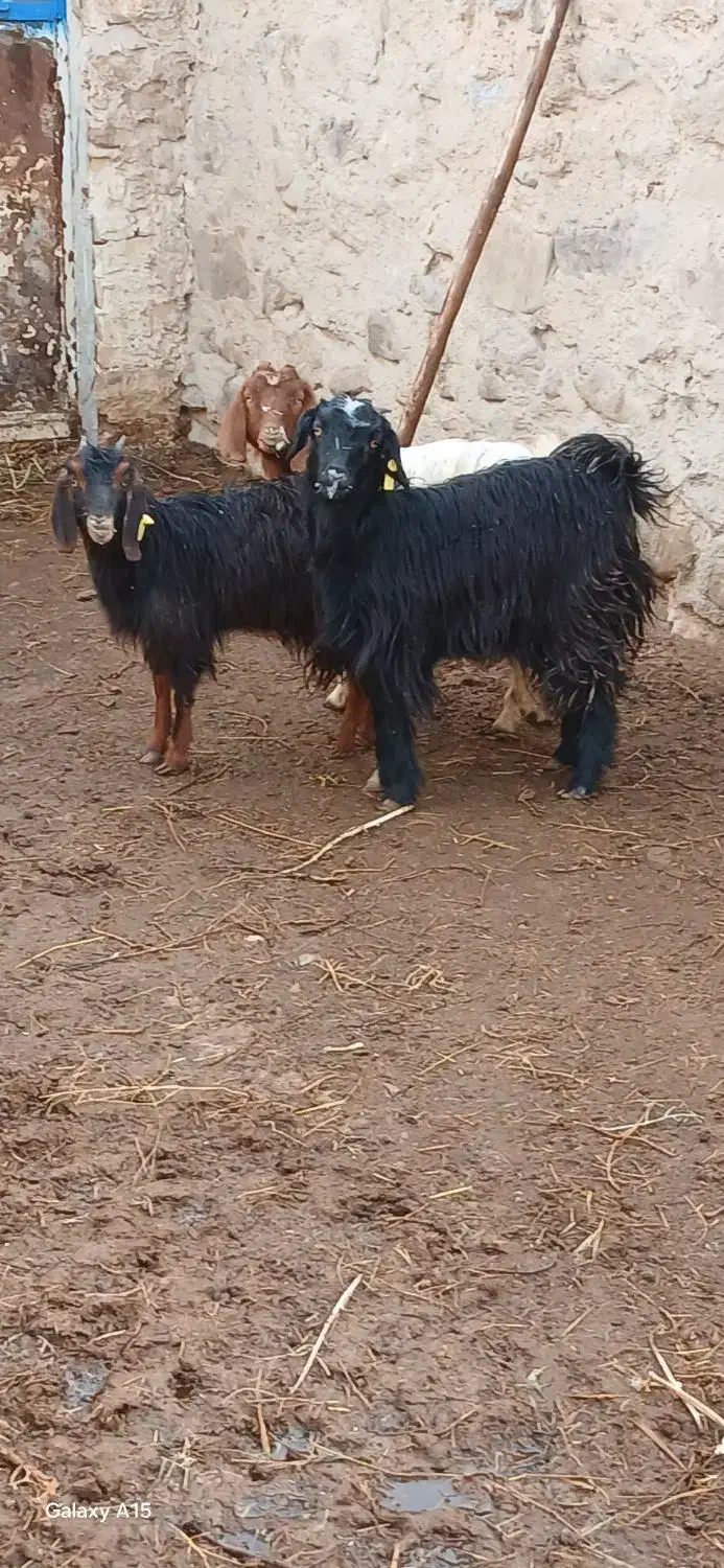 بزغاله|حیوانات مزرعه|سده (خراسان جنوبی), |دیوار