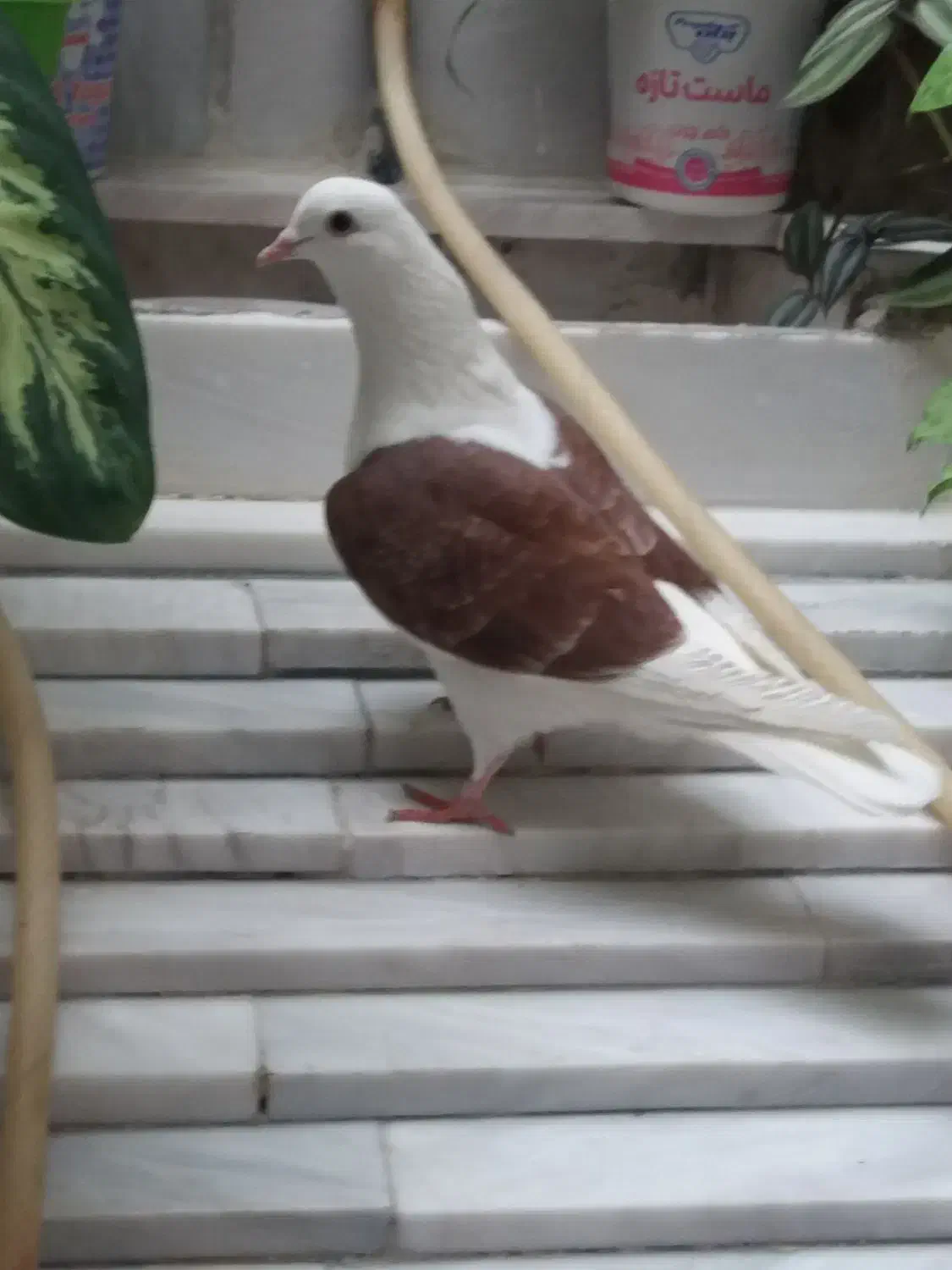 ماده شون سرخ|حیوانات|دورود, |دیوار