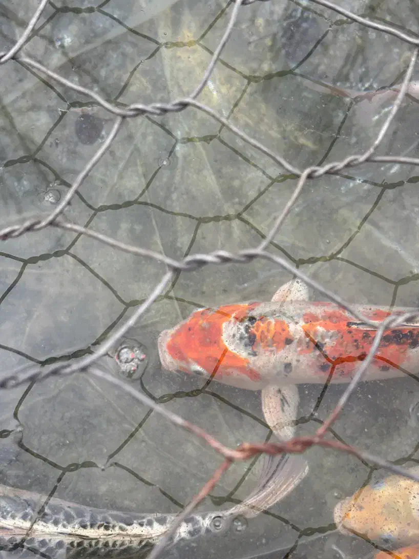 کوی مولد و بزرگ|ماهی|رشت, یخسازی|دیوار