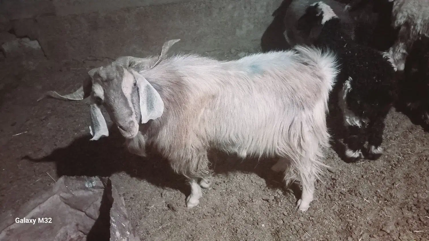 پازن تخمی سرحال|حیوانات مزرعه|فلارد, |دیوار