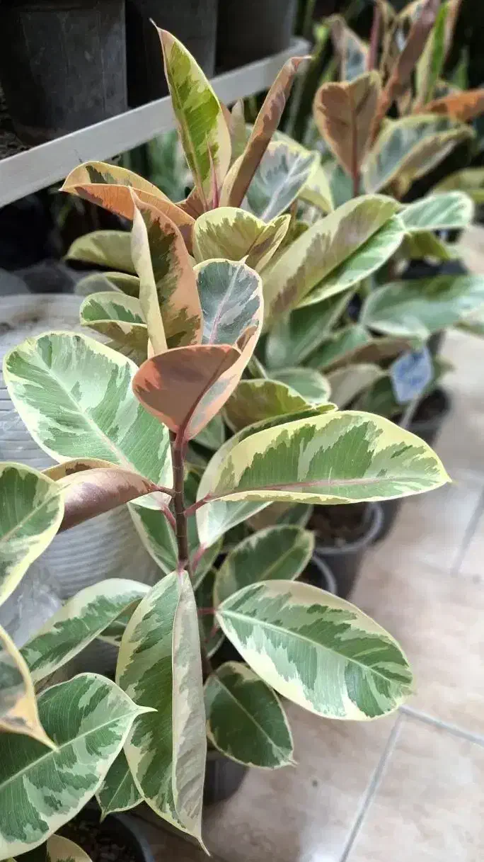 انواع گلهای آپارتمانی|گل و گیاه طبیعی|رشت, فلسطین|دیوار