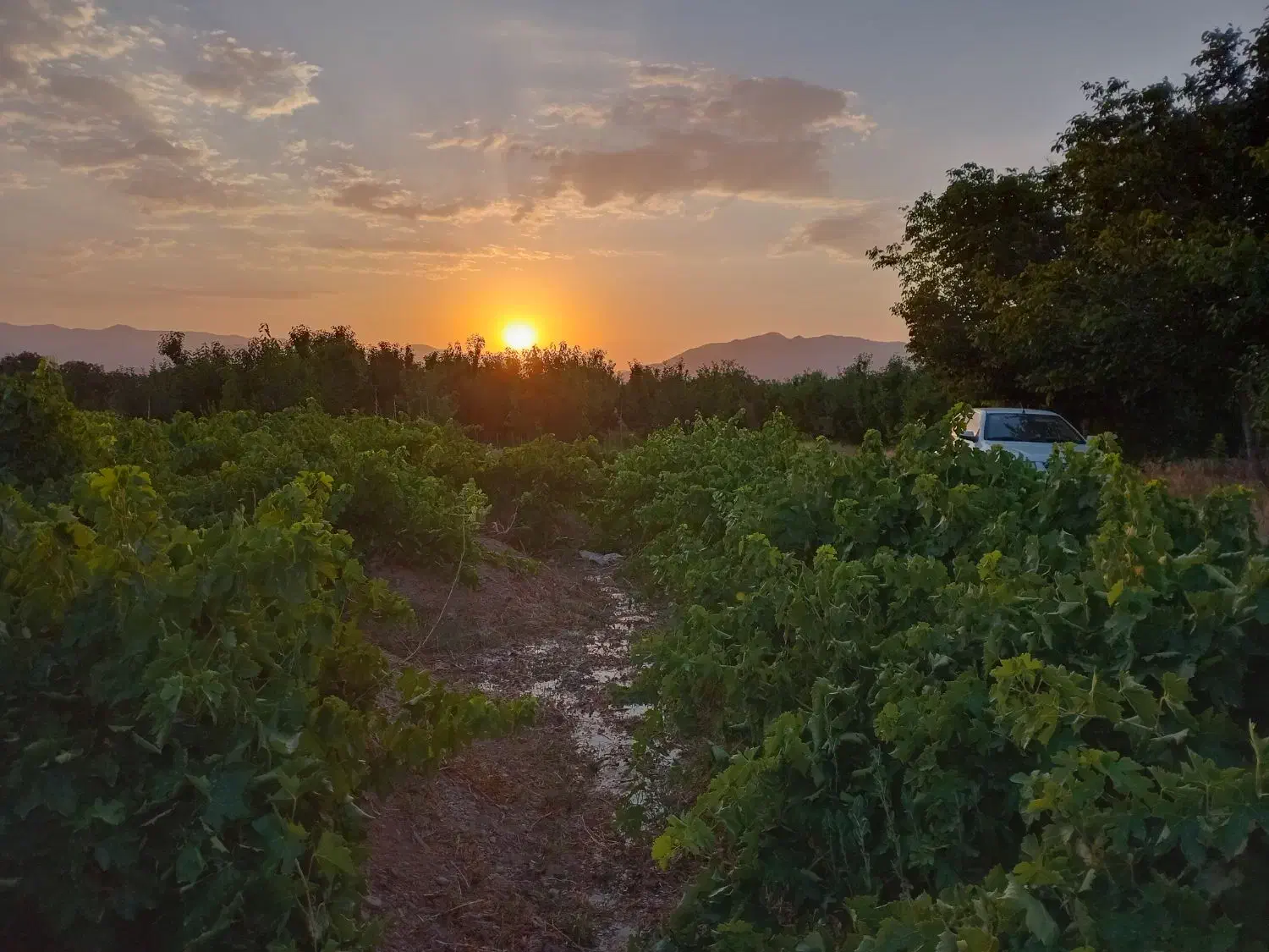 زمین کشاورزی. روستای اناج|فروش زمین و ملک کلنگی|قره چای, |دیوار