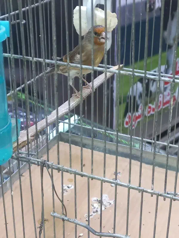 سهره قناری  نر بخون|پرنده|کرج, باغستان|دیوار