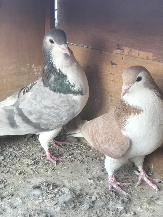 کبوتر کفتر شهرستانی وتهرانی عالی|پرنده|پاکدشت, پاکدشت (مامازند)|دیوار