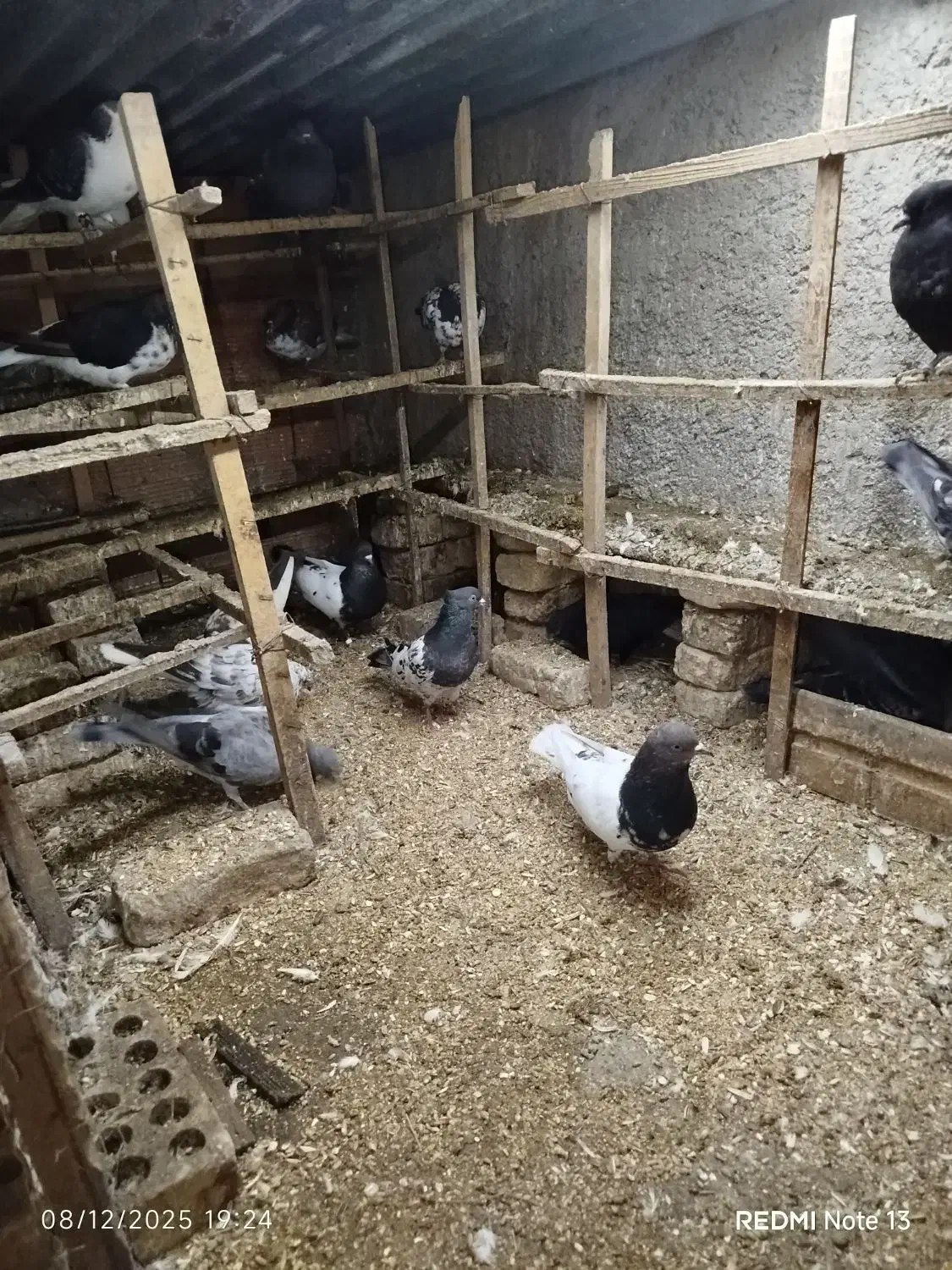 دورگ وتکپر|پرنده|قرق, |دیوار