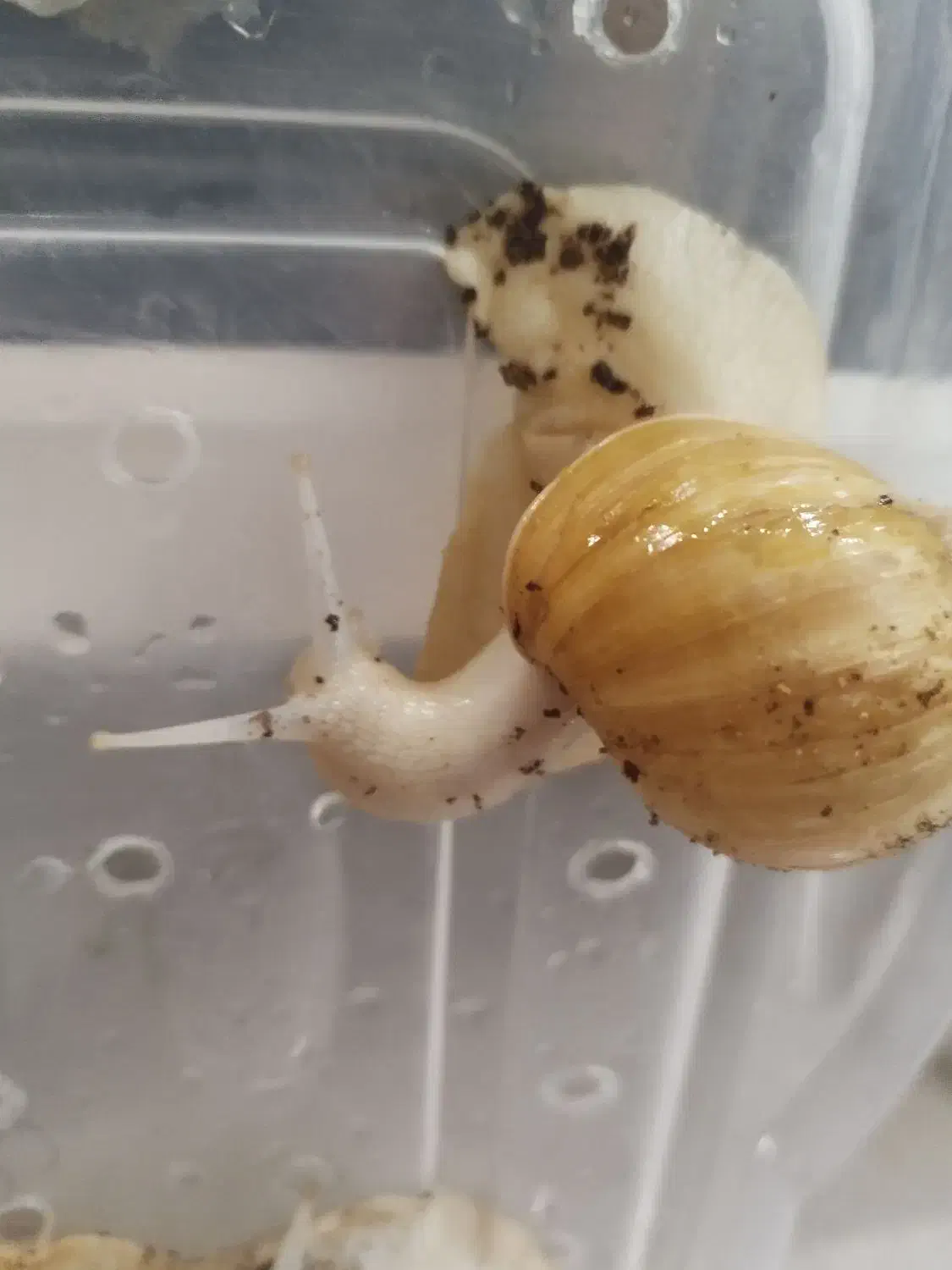 حلزون بالغ آلبینو|خزنده|تهران, وحیدیه|دیوار