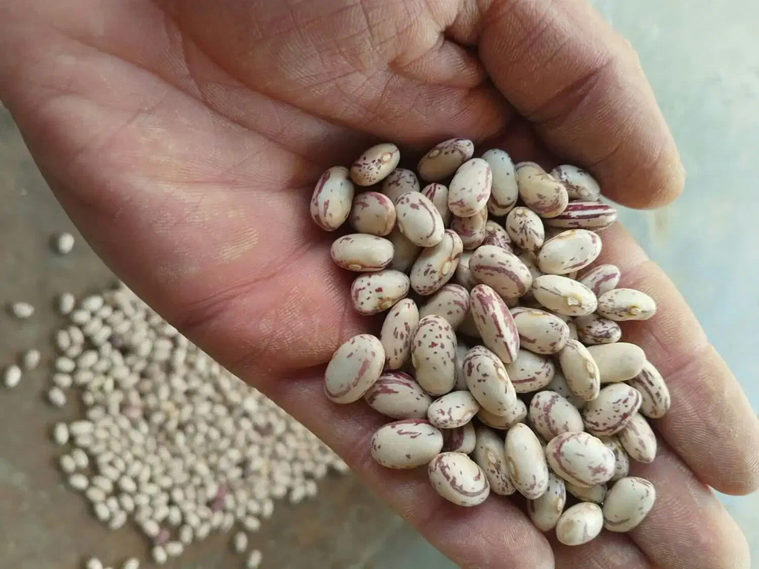 لوبیا چیتی|خوردنی و آشامیدنی|بهار, |دیوار