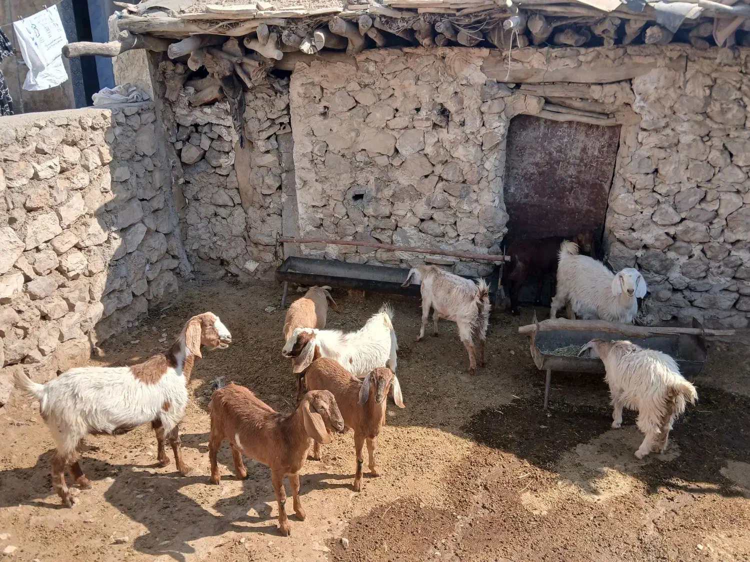 بز به فروش میرسد|حیوانات مزرعه|لنده, |دیوار