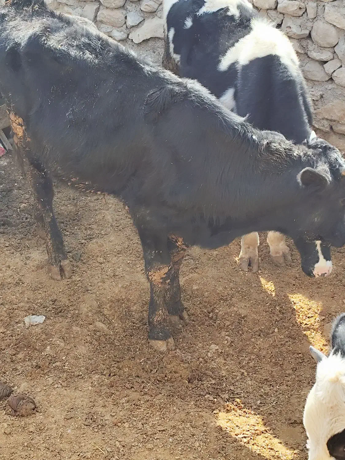 گوساله نر|حیوانات مزرعه|دهدشت, |دیوار