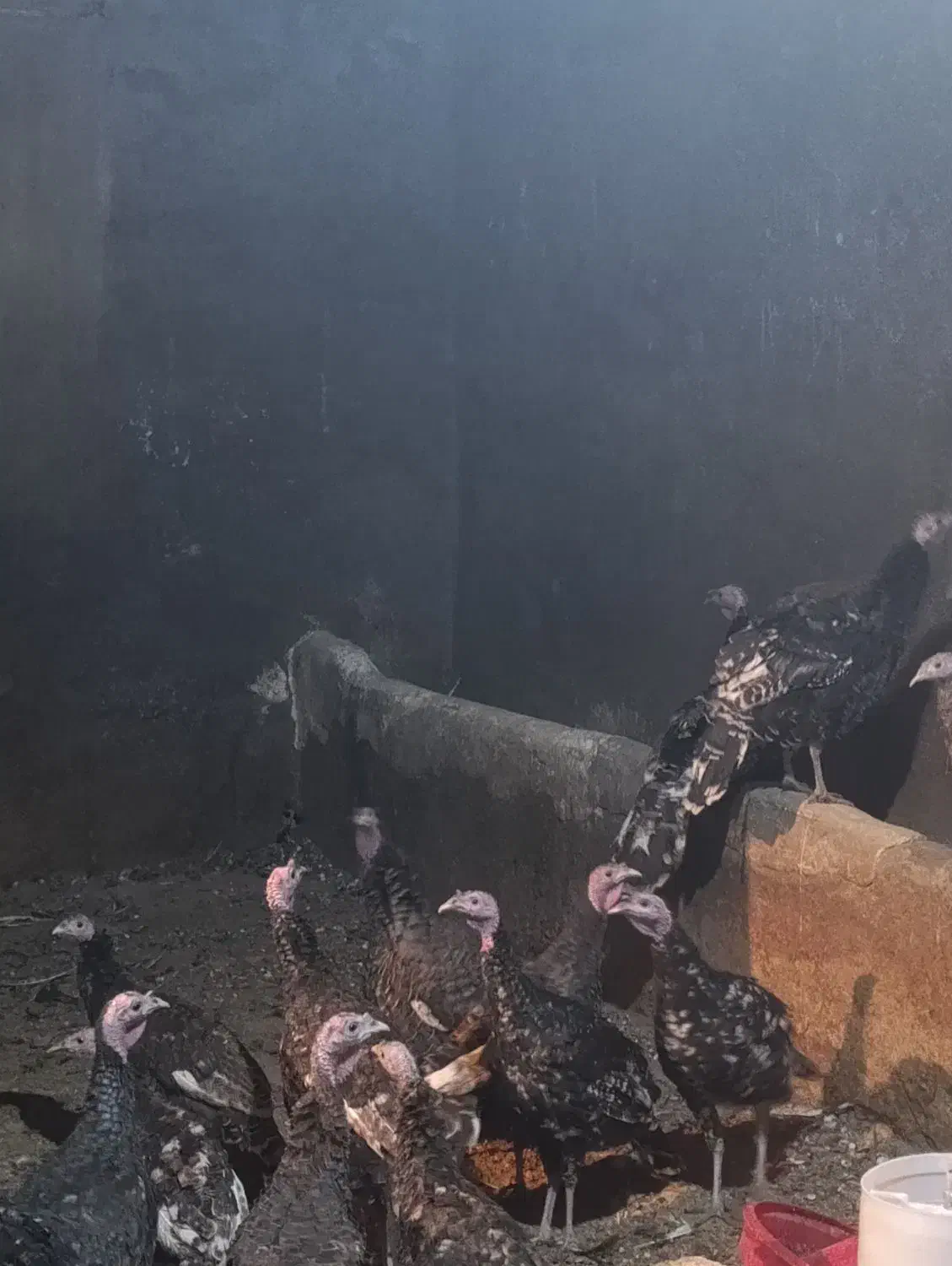 بوقلمون نرو ماده|حیوانات مزرعه|کبودرآهنگ, |دیوار