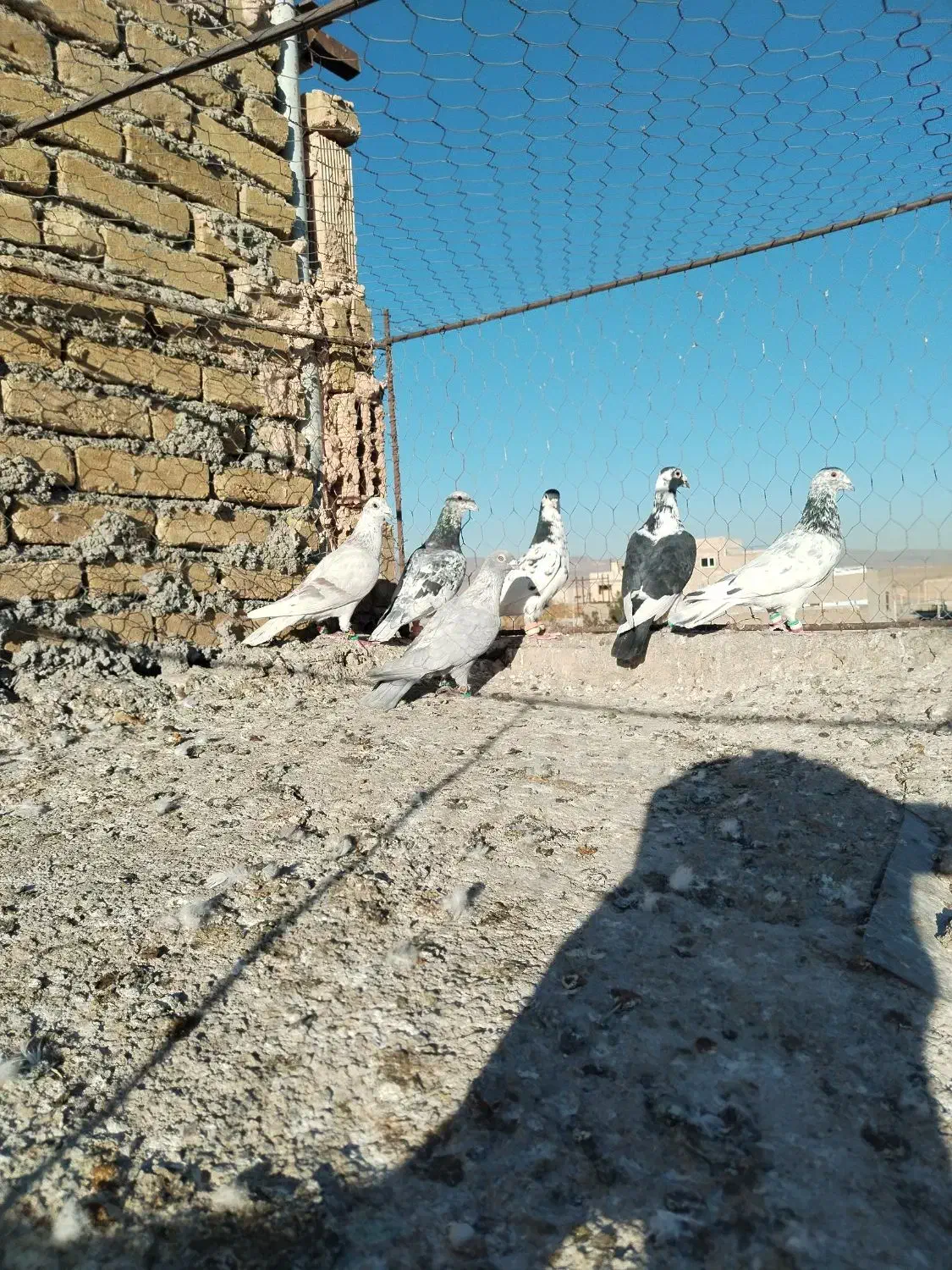 کفتر خوشگل ضربه|پرنده|سبزوار, ایزی شهر|دیوار