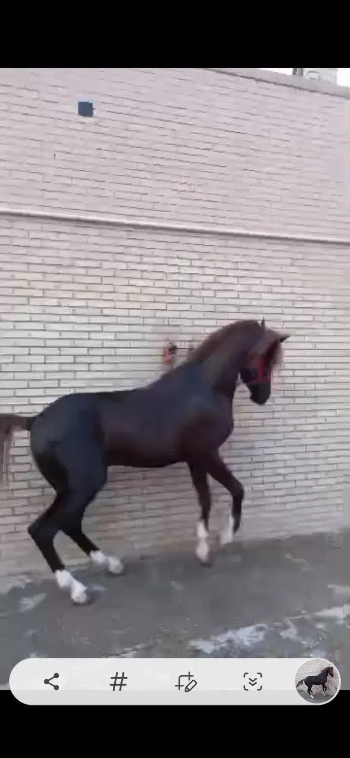 اسب نریون خالص|اسب و تجهیزات اسب‌سواری|یزد, |دیوار