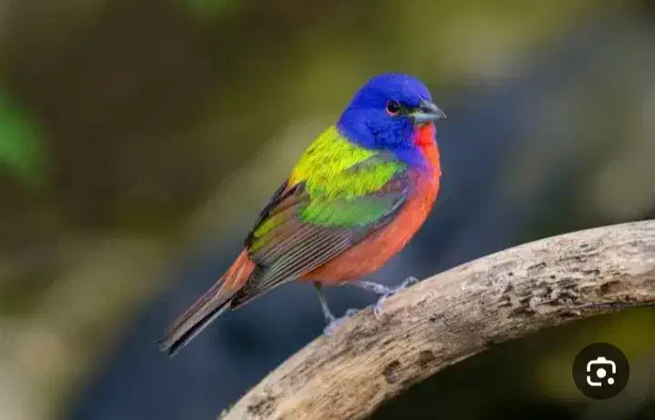 قناری|پرنده|کارون, |دیوار