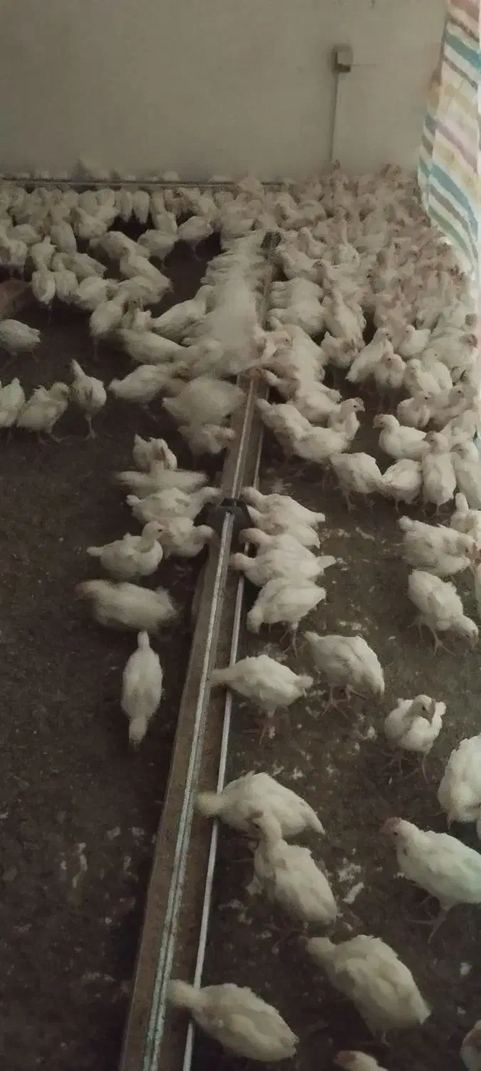 جوجه|حیوانات مزرعه|ضیاء آباد, |دیوار