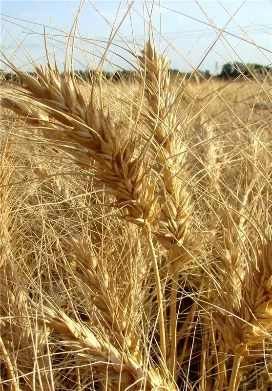 زمین کشاورزی دیم فامنین|فروش دفتر صنعتی، کشاورزی، تجاری|پیشخور, |دیوار