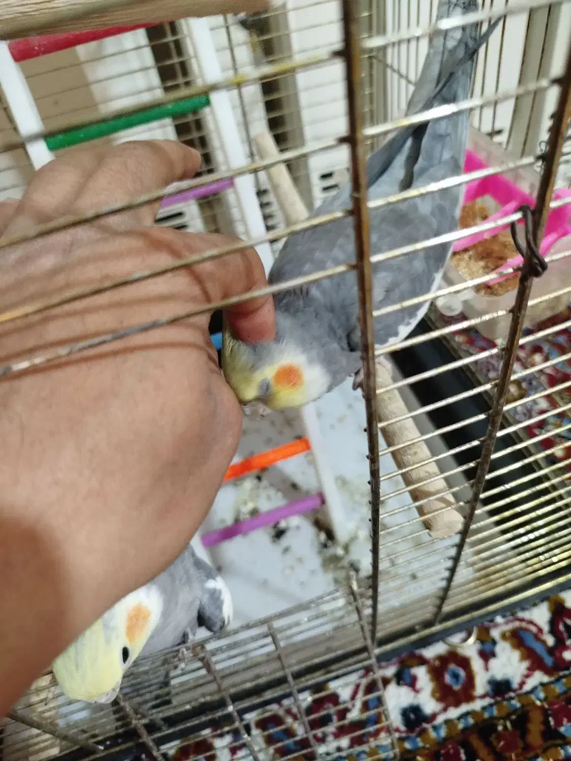 عروس هلندی|پرنده|قم, شهرک مهدیه|دیوار