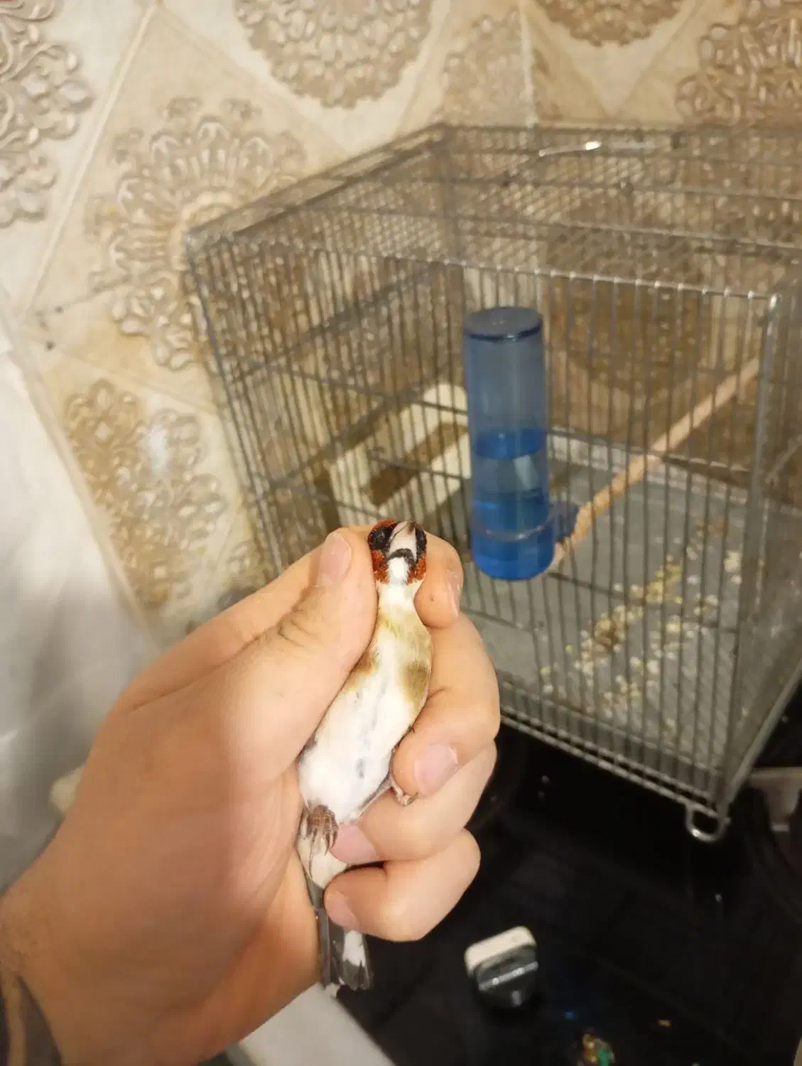 سهره نر چونه سفید|پرنده|تهران, هفت چنار|دیوار