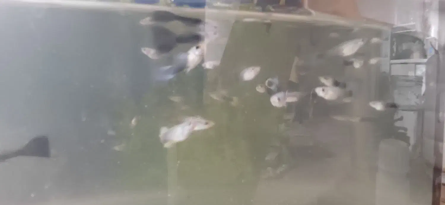 گوپی سرحال|ماهی|فردیس, سرحد آباد|دیوار