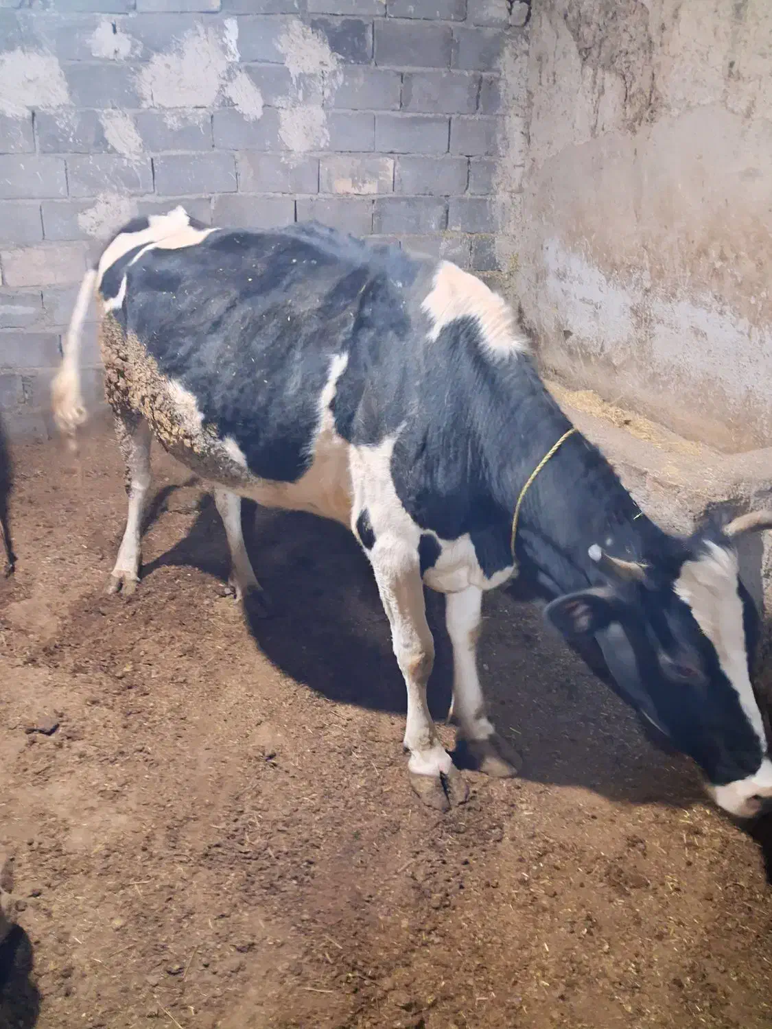 گاو|حیوانات مزرعه|قره پشتلو, |دیوار