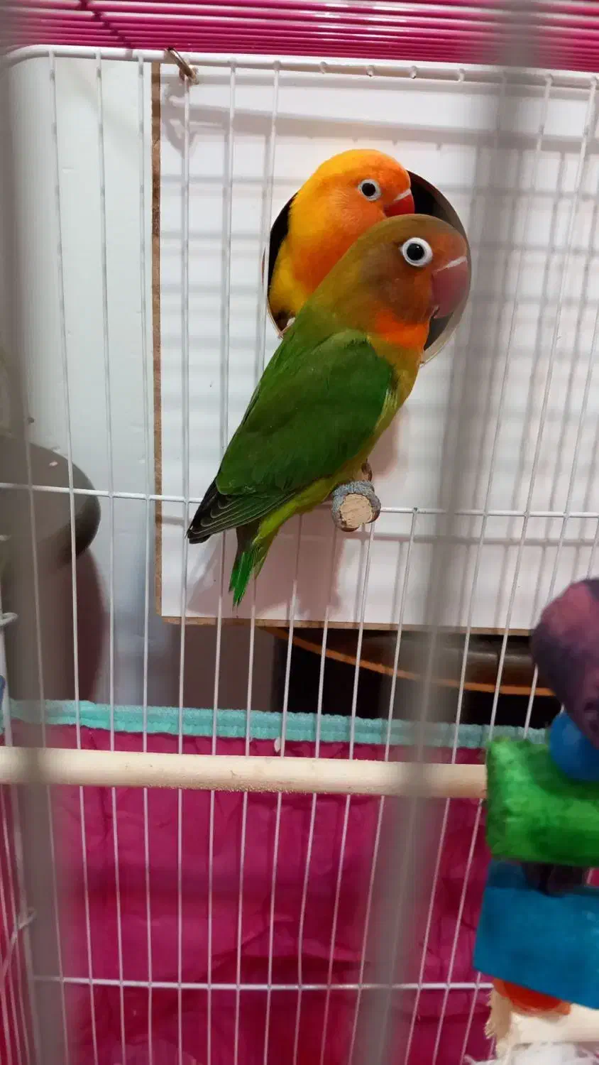 یک جفت طوطی برزیلی دستی با قفس|پرنده|آبیک, |دیوار