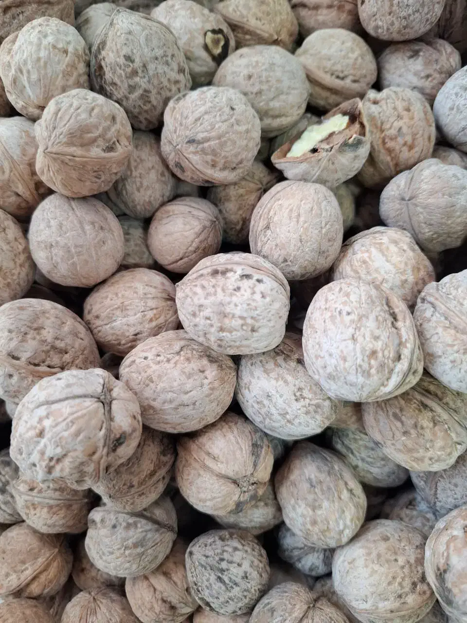 گردو درجه یک پوست کاغذی لرستان|خوردنی و آشامیدنی|تهران, ایرانشهر|دیوار