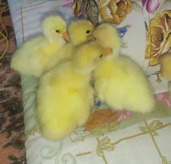 جوجه قو غاز اکراینی سفید|حیوانات مزرعه|جوادآباد, |دیوار