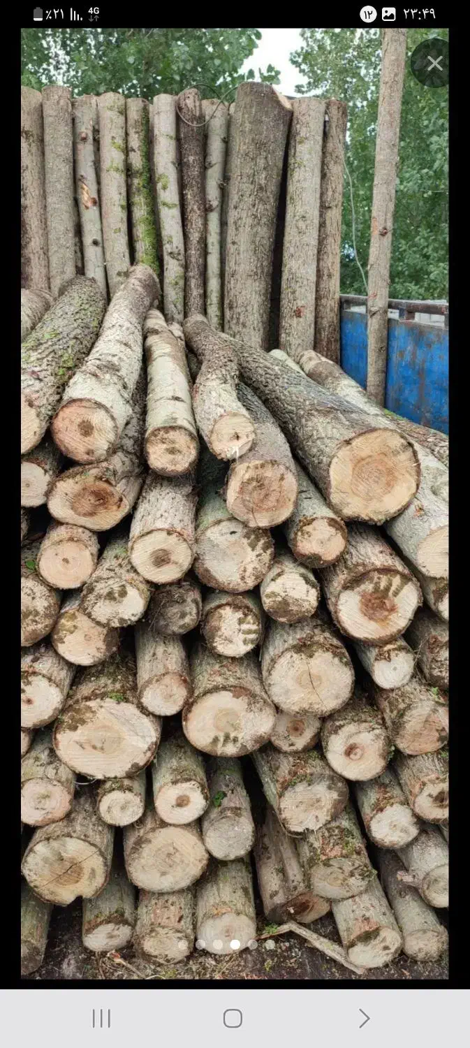 چوب خریدار هر نوع چوب|خدمات باغبانی و درختکاری|نورآباد, |دیوار