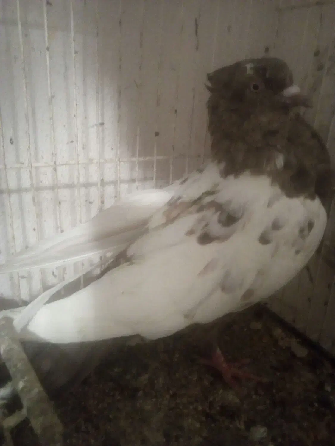 سینه قهوه ای|پرنده|زابل, |دیوار