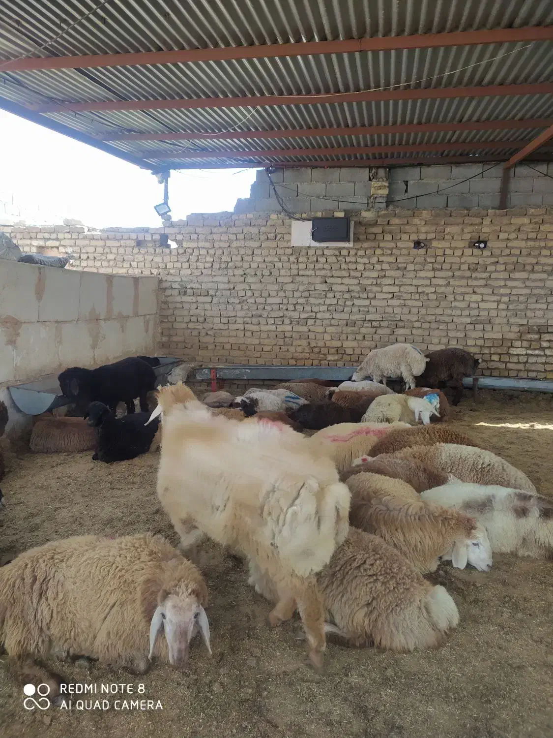 جایگاه مرکزی فروش گوسفند زنده زیر نظر شهرداری|حیوانات مزرعه|مشهد, نوید|دیوار