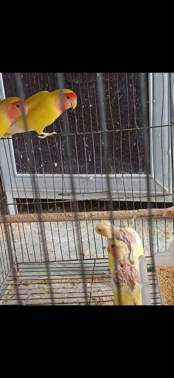 کوتوله برزیلی مولد|پرنده|مرند, |دیوار