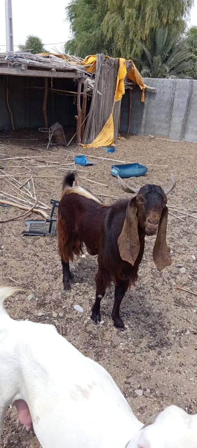 نر پاکستانی دوساله|حیوانات مزرعه|جاسک, |دیوار