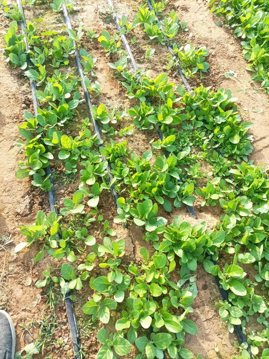 نشا «برگ قرمز »بنیاد کاکی(پزه )|خدمات باغبانی و درختکاری|کاکی, |دیوار