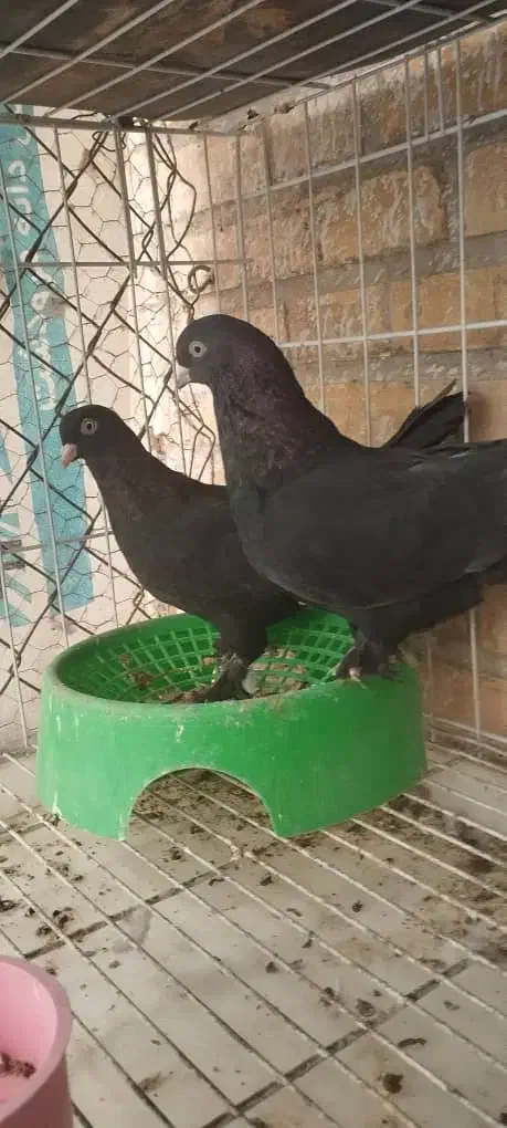 اول بخون|پرنده|بهبهان, |دیوار