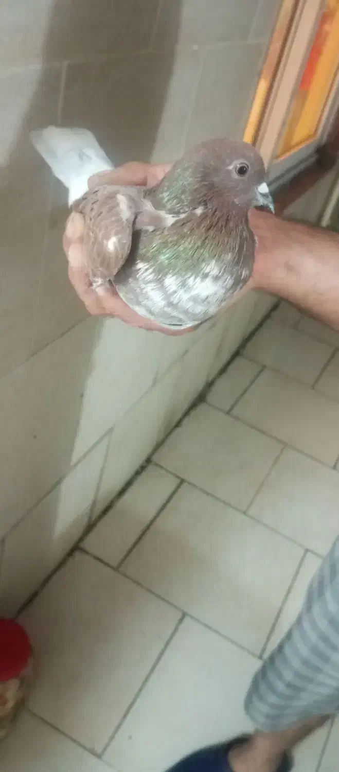 فروش کبوتر|پرنده|لاهیجان, کوی آزادگان|دیوار