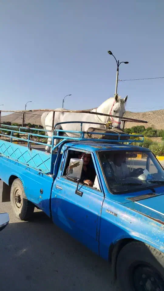 خرید و فروش اسب بصورت نقدی|اسب و تجهیزات اسب‌سواری|شیراز, اکبر آباد|دیوار