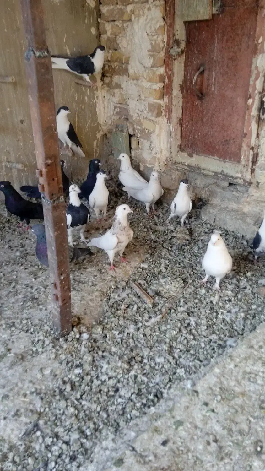 پرنده.کفتر|پرنده|فولادشهر, فولادشهر|دیوار