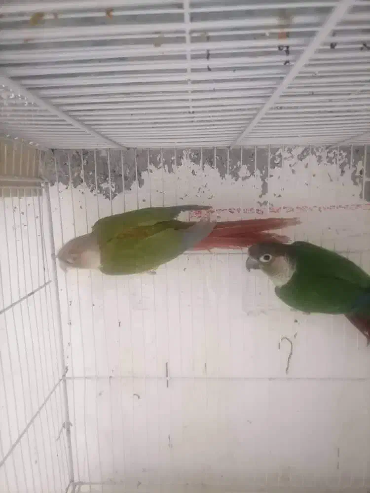 گرینچیک مولد|پرنده|مینودشت, |دیوار