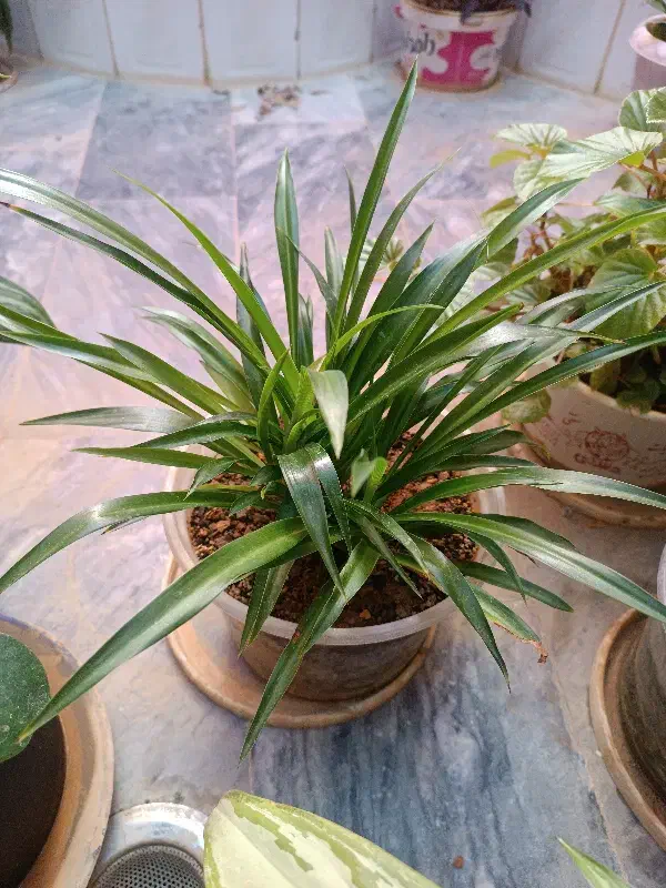 گل های طبیعی|گل و گیاه طبیعی|نورآباد, |دیوار