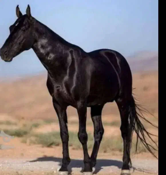 ترکمن خالص مشکی یکدست|اسب و تجهیزات اسبسواری|کرج, حصارک بالا|دیوار