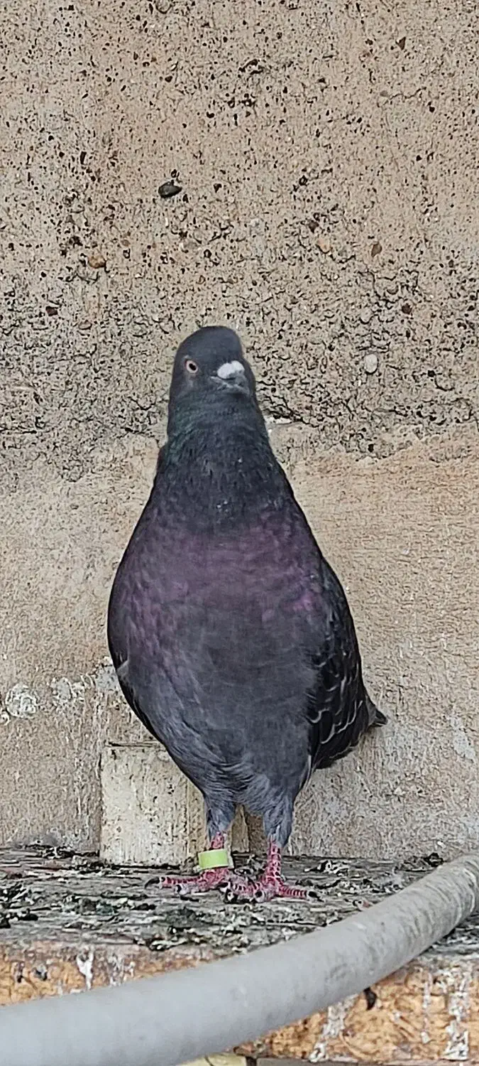 کفتر سرحال|پرنده|دهلران, |دیوار