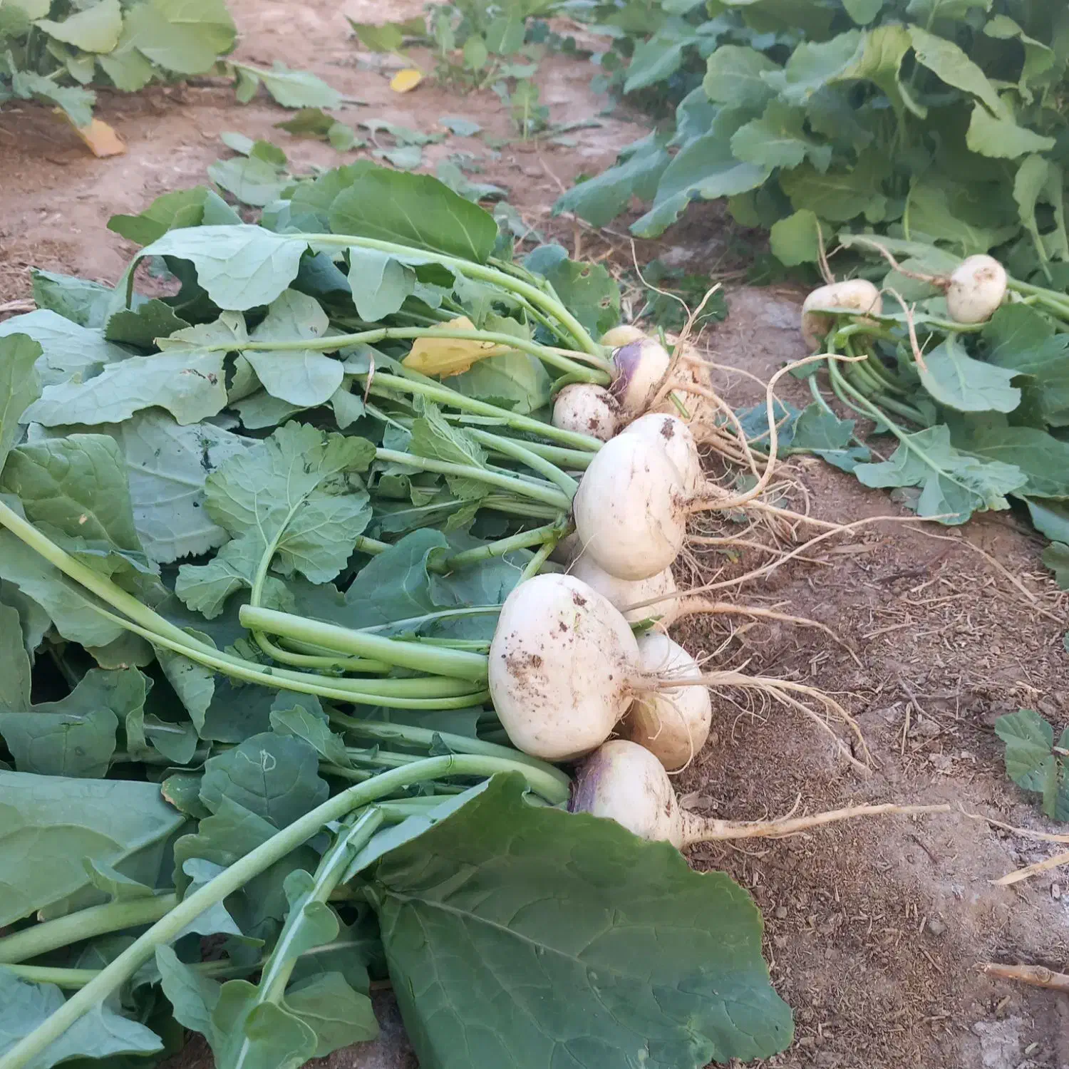 شلغم|خوردنی و آشامیدنی|طاغنکوه, |دیوار