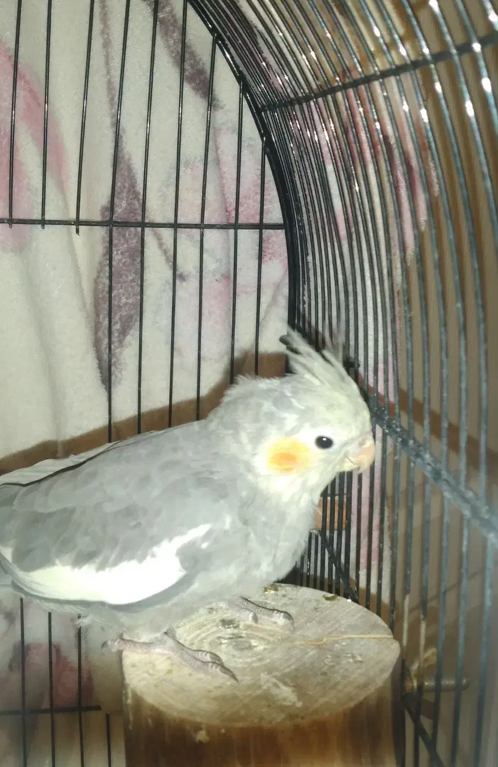 عروس هلندی|پرنده|تهران, شارق|دیوار