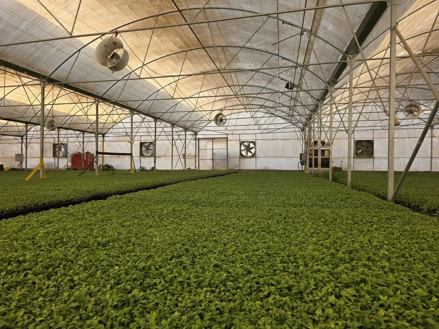 نشا گوجه|خدمات باغبانی و درختکاری|کهنوج, |دیوار