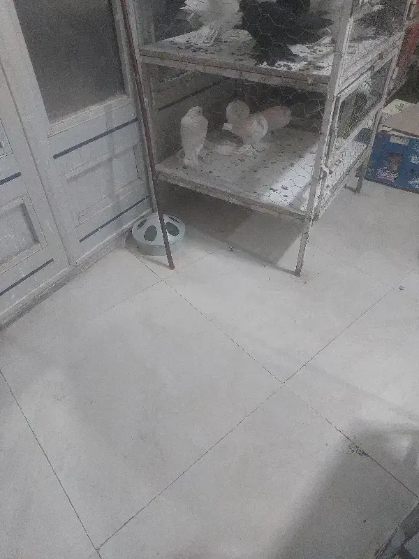 گم‌شده‌کفتر|حیوانات|اهر, |دیوار