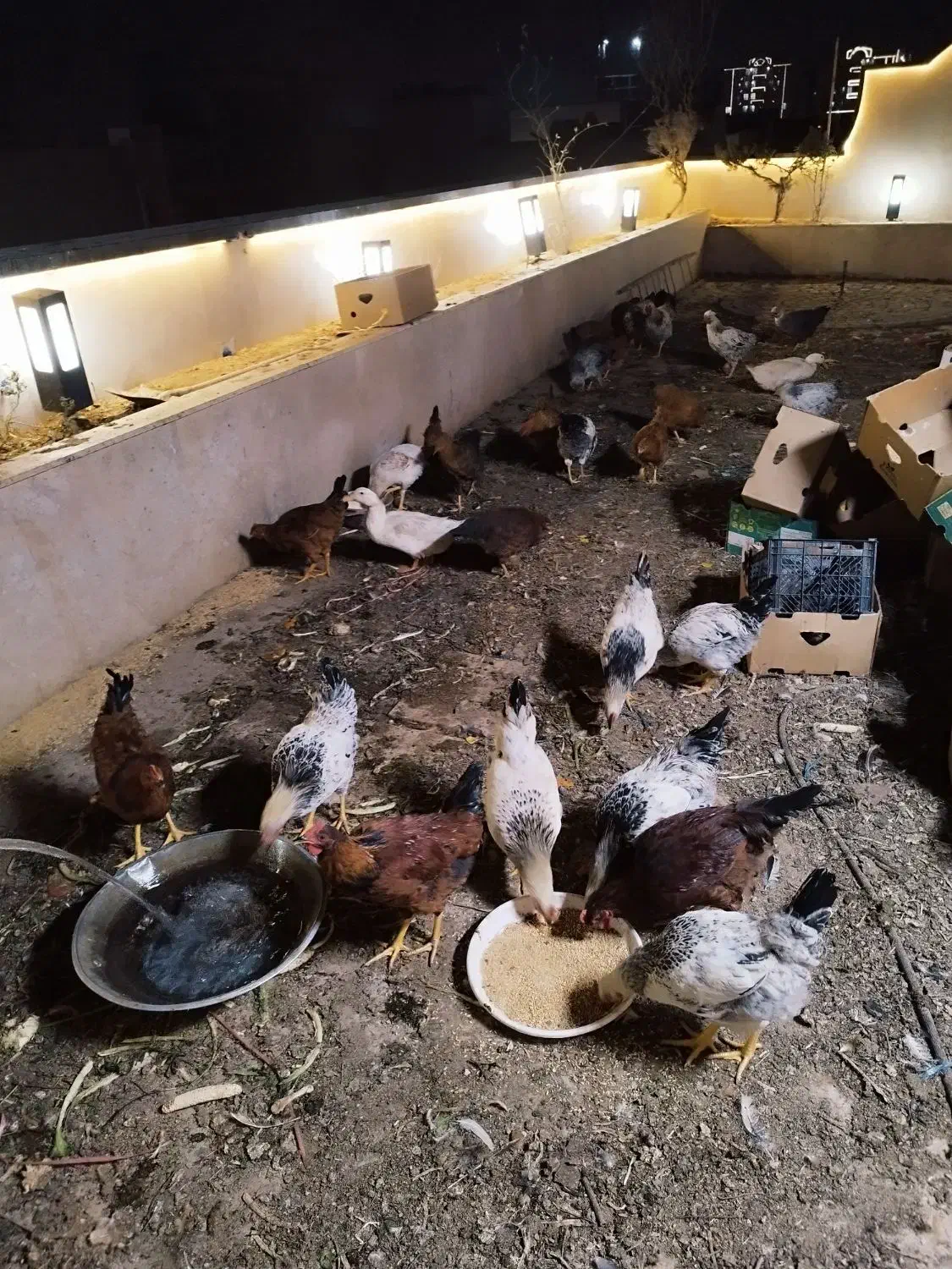 مرغ خروس|حیوانات مزرعه|اندیشه, اندیشه فاز ۵|دیوار