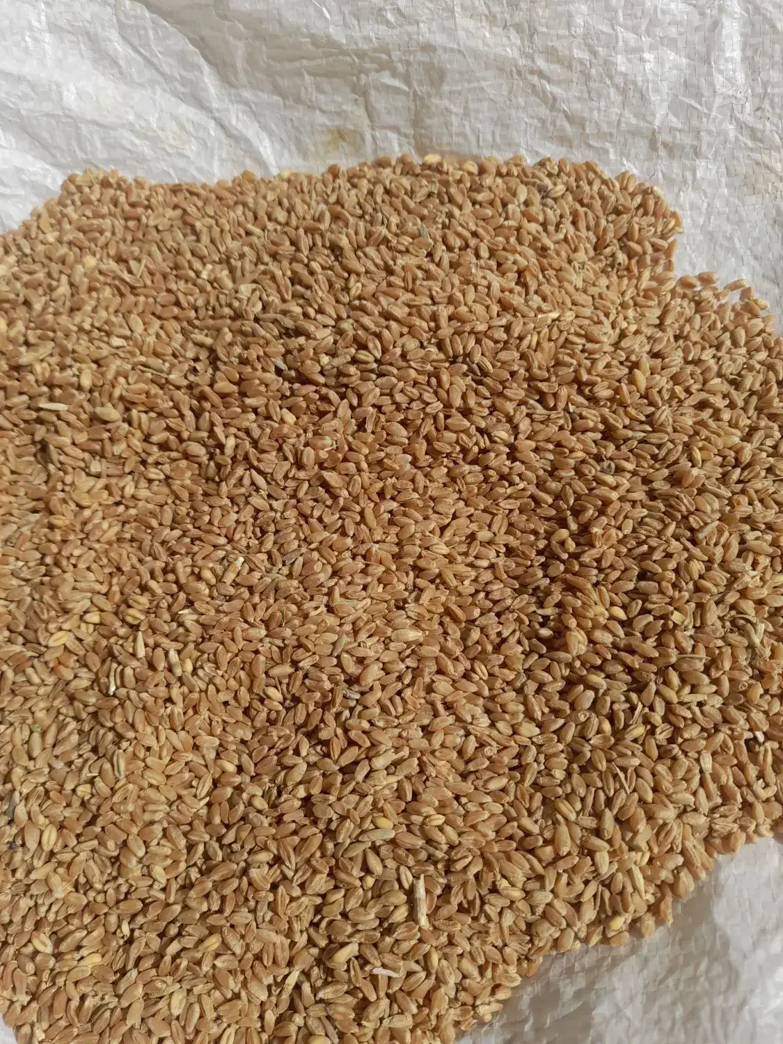 فروش گندم|خوردنی و آشامیدنی|شیراز, اکبر آباد|دیوار