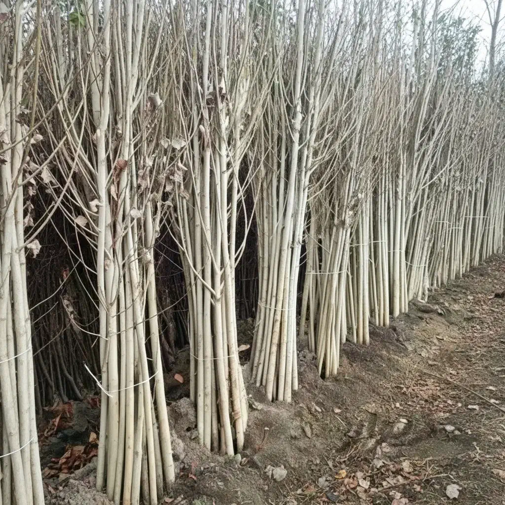 نهال سپیدار با گارانتی رشد و مقاوم|عمدهفروشی|ساری, |دیوار