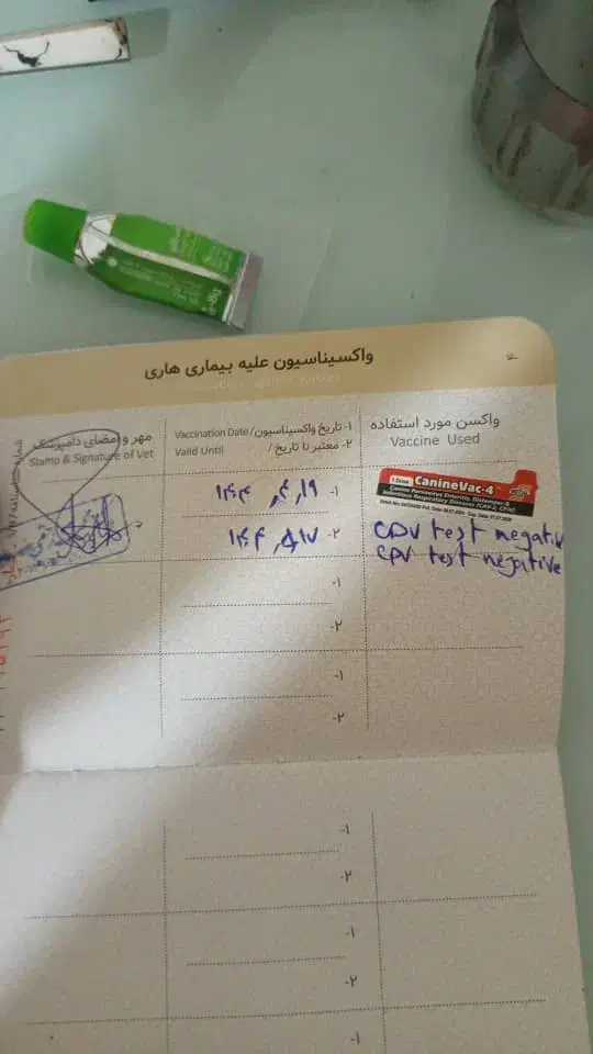 فروش سگ دوبرمن|سگ|کرج, باغستان|دیوار