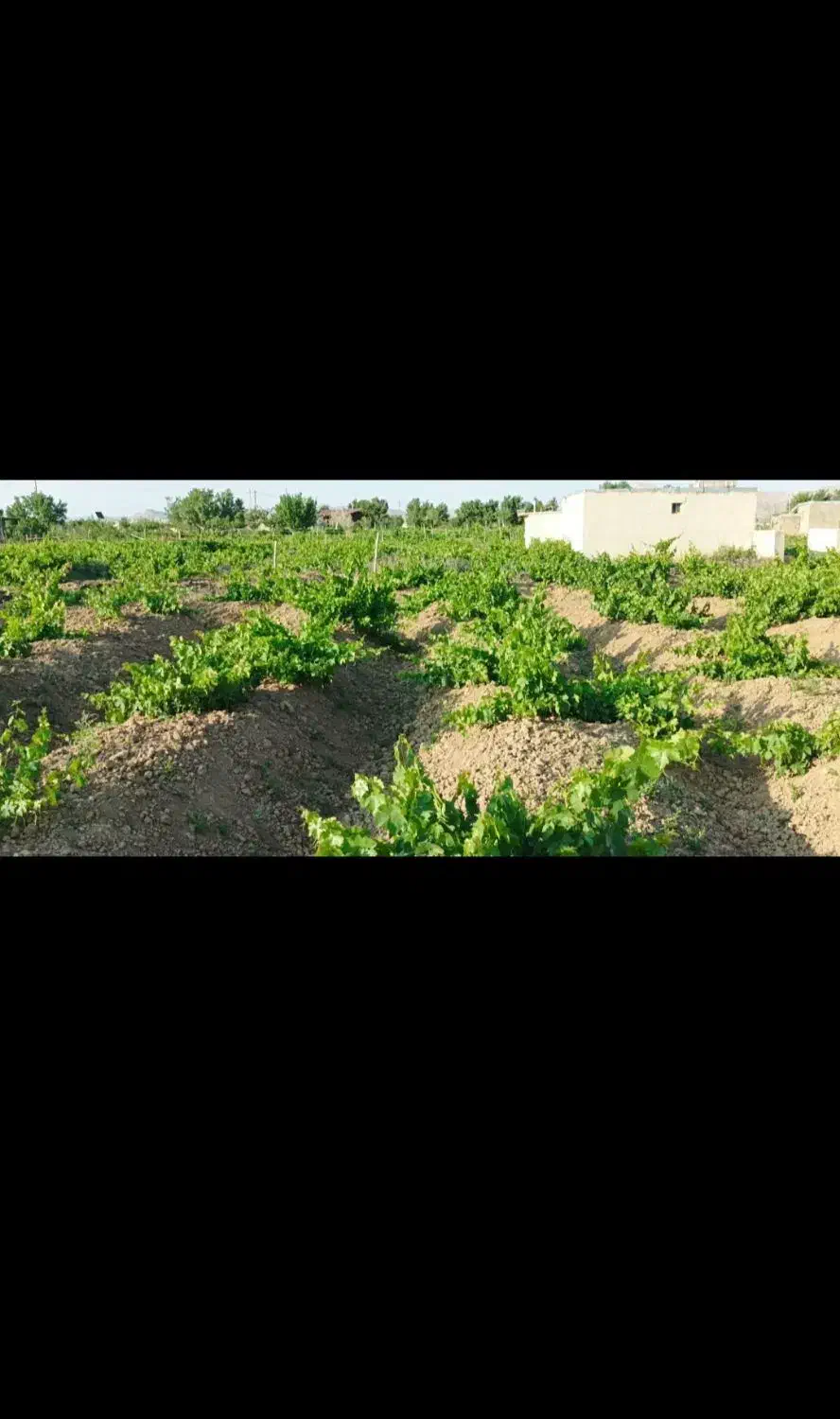 فروش باغ انگورو میوه1500متر|فروش خانه و ویلا|کبودرآهنگ, |دیوار