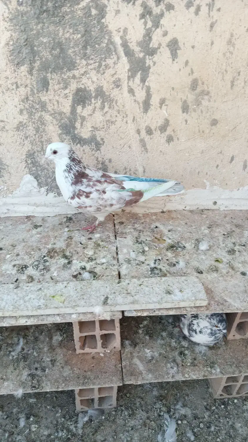 کفتر|پرنده|اسلام‌شهر, شهرک واوان|دیوار